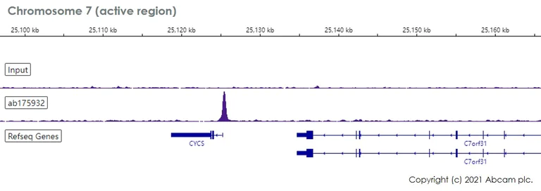 ChIP-sequencing - Anti-NRF1 antibody [EPR5554(N)] - ChIP Grade - BSA and Azide free (AB221792)