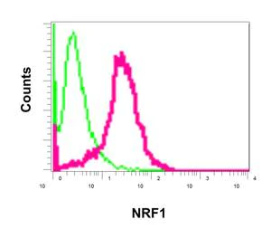 Flow Cytometry (Intracellular) - Anti-NRF1 antibody [EPR5554(N)] - ChIP Grade - BSA and Azide free (AB221792)