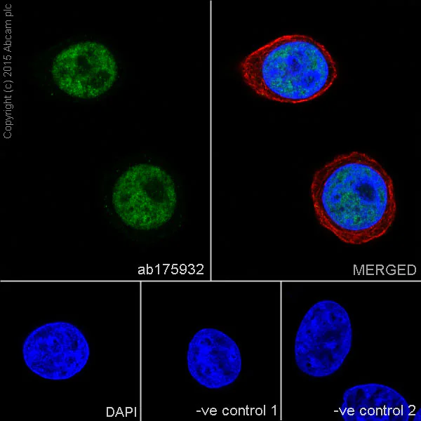 Immunocytochemistry/ Immunofluorescence - Anti-NRF1 antibody [EPR5554(N)] - ChIP Grade - BSA and Azide free (AB221792)