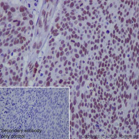 Immunohistochemistry (Formalin/PFA-fixed paraffin-embedded sections) - Anti-NRF1 antibody [EPR5554(N)] - ChIP Grade - BSA and Azide free (AB221792)