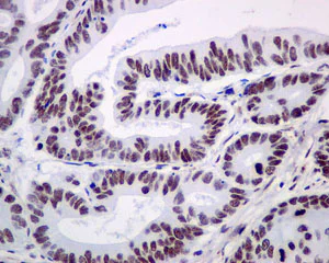 Immunohistochemistry (Formalin/PFA-fixed paraffin-embedded sections) - Anti-NRF1 antibody [EPR5554(N)] - ChIP Grade - BSA and Azide free (AB221792)