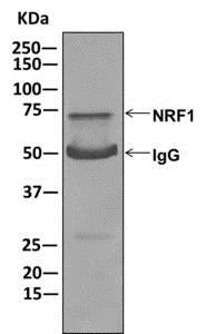 Immunoprecipitation - Anti-NRF1 antibody [EPR5554(N)] - ChIP Grade - BSA and Azide free (AB221792)