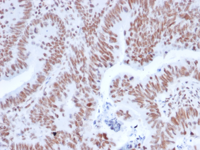 Immunohistochemistry (Formalin/PFA-fixed paraffin-embedded sections) - Anti-NRF1 antibody [NRF1/2608] - BSA and Azide free (AB268214)