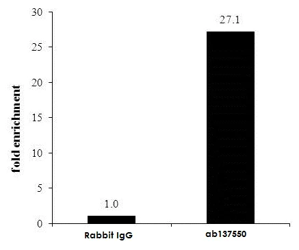 ChIP - Anti-Nrf2 antibody (AB137550)
