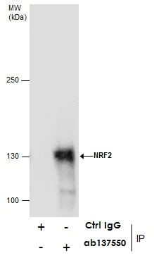 Immunoprecipitation - Anti-Nrf2 antibody (AB137550)