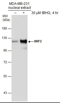 Western blot - Anti-Nrf2 antibody (AB137550)