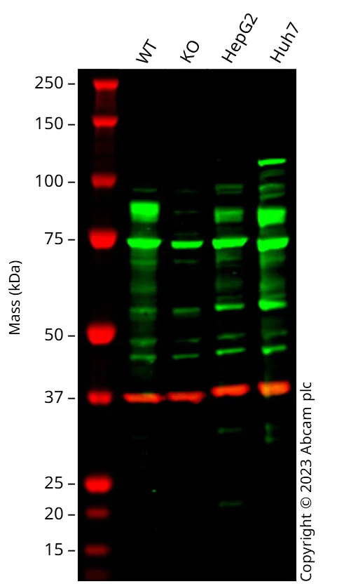 Western blot - Anti-Nrf2 antibody (AB137550)