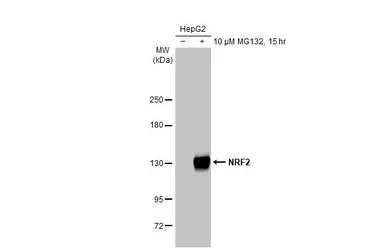 Anti-Nrf2 antibody