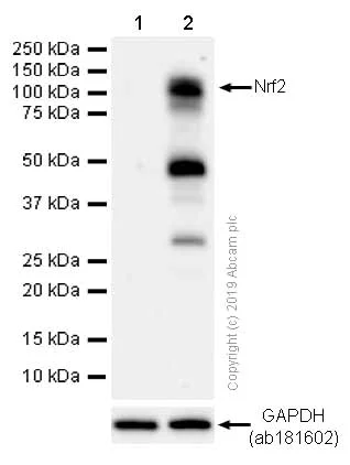 Western blot - Anti-Nrf2 antibody [EP1808Y] (AB62352)