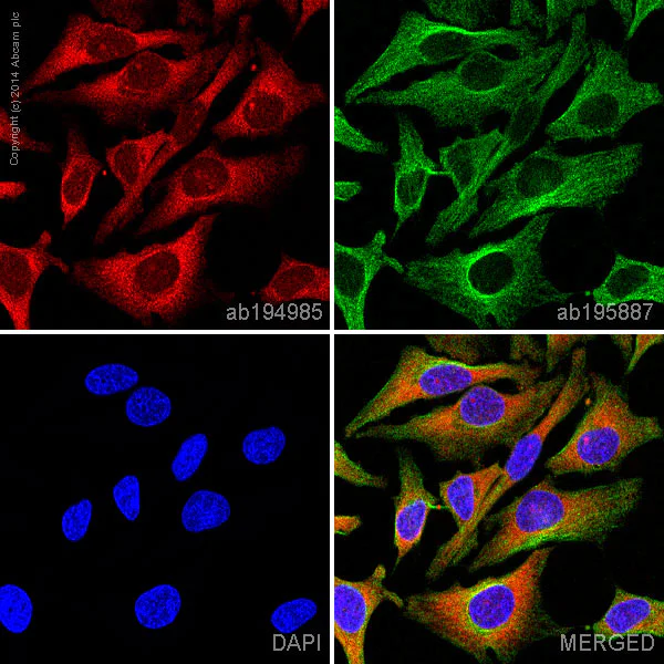 Immunocytochemistry/ Immunofluorescence - Anti-Nrf2 antibody [EP1808Y] - BSA and Azide free (AB180845)