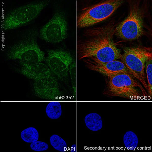 Immunocytochemistry/ Immunofluorescence - Anti-Nrf2 antibody [EP1808Y] - BSA and Azide free (AB180845)