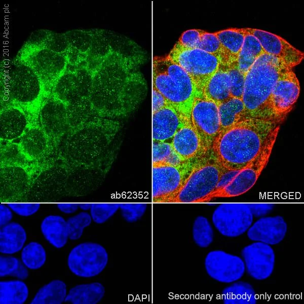 Immunocytochemistry/ Immunofluorescence - Anti-Nrf2 antibody [EP1808Y] - BSA and Azide free (AB180845)