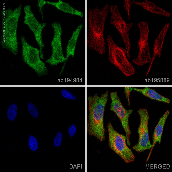 Immunocytochemistry/ Immunofluorescence - Anti-Nrf2 antibody [EP1808Y] - BSA and Azide free (AB180845), expandable thumbnail