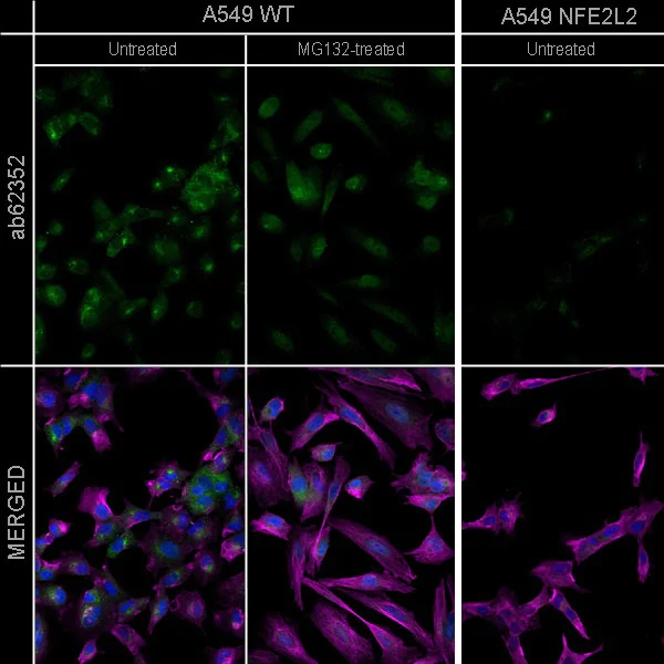 Anti-Nrf2 antibody [EP1808Y] - Carrier free (ab180845) | Abcam