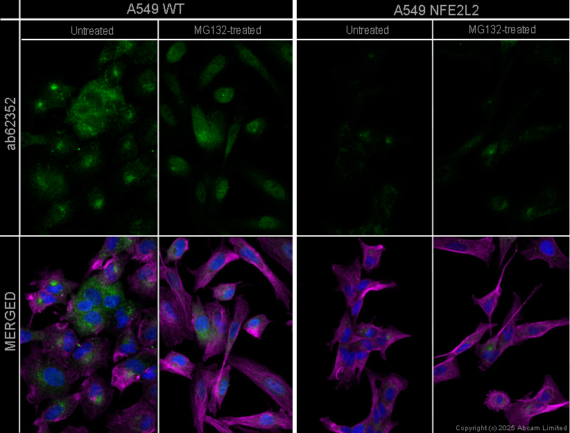 Immunocytochemistry/ Immunofluorescence - Anti-Nrf2 antibody [EP1808Y] - BSA and Azide free (AB180845)