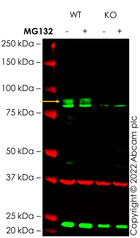 Western blot - Anti-Nrf2 antibody [EP1808Y] - BSA and Azide free (AB180845)