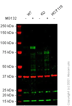 Western blot - Anti-Nrf2 antibody [EP1808Y] - BSA and Azide free (AB180845)