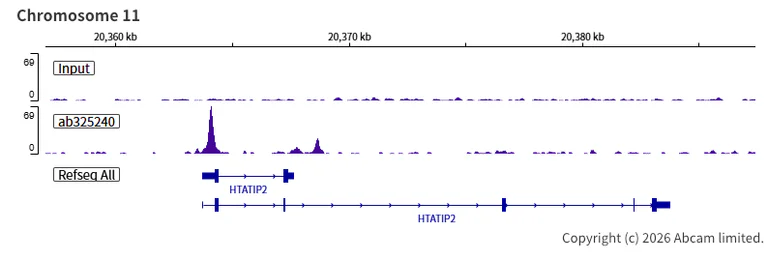ChIP-sequencing - Anti-Nrf2 antibody [EPR30100-592] - BSA and Azide free (AB326605)