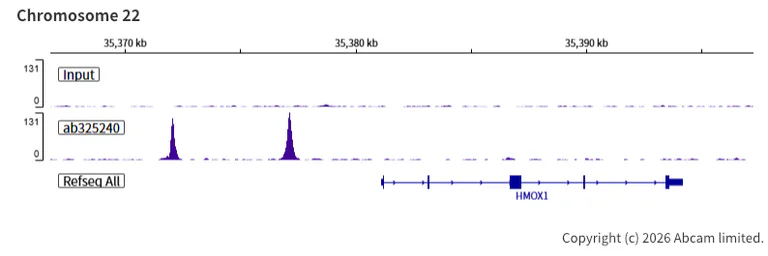 ChIP-sequencing - Anti-Nrf2 antibody [EPR30100-592] - BSA and Azide free (AB326605)