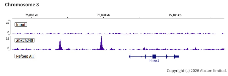 ChIP-sequencing - Anti-Nrf2 antibody [EPR30100-592] - BSA and Azide free (AB326605)