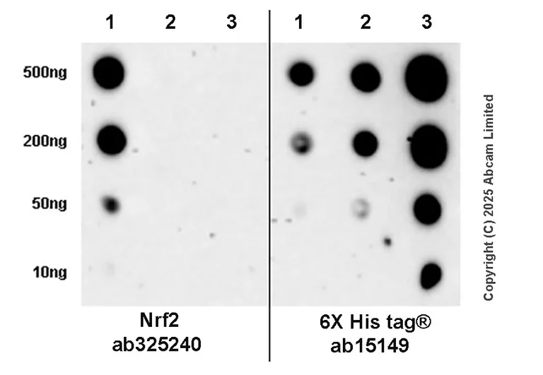 Dot Blot - Anti-Nrf2 antibody [EPR30100-592] - BSA and Azide free (AB326605)