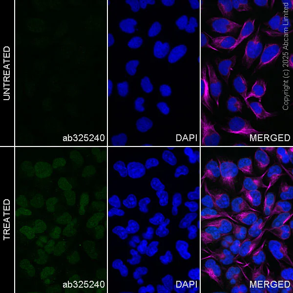Immunocytochemistry/ Immunofluorescence - Anti-Nrf2 antibody [EPR30100-592] - BSA and Azide free (AB326605)