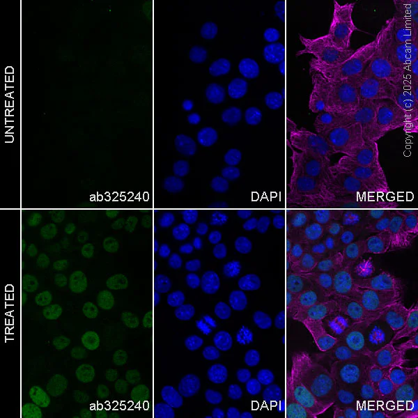 Immunocytochemistry/ Immunofluorescence - Anti-Nrf2 antibody [EPR30100-592] - BSA and Azide free (AB326605)