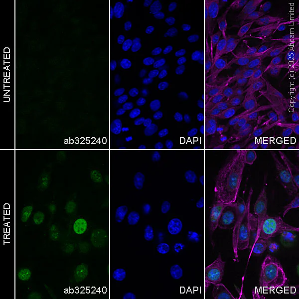 Immunocytochemistry/ Immunofluorescence - Anti-Nrf2 antibody [EPR30100-592] - BSA and Azide free (AB326605)