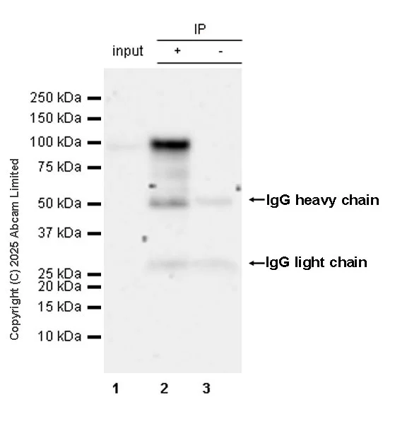 Immunoprecipitation - Anti-Nrf2 antibody [EPR30100-592] - BSA and Azide free (AB326605)