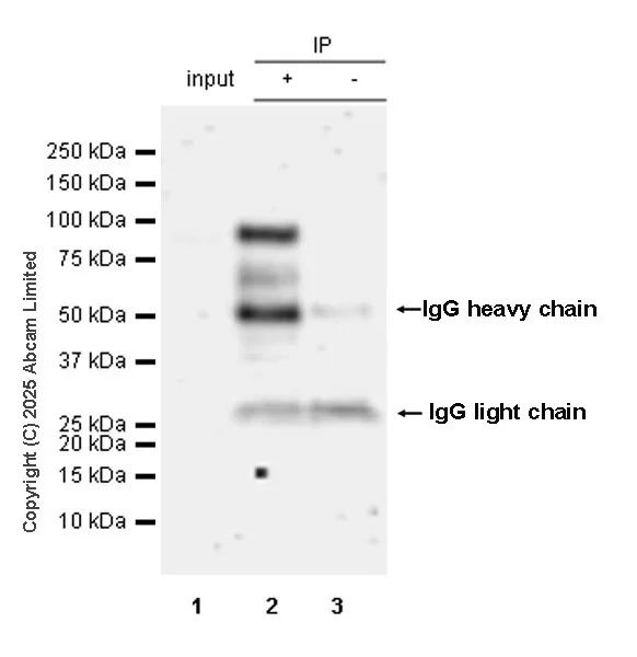Immunoprecipitation - Anti-Nrf2 antibody [EPR30100-592] - BSA and Azide free (AB326605)