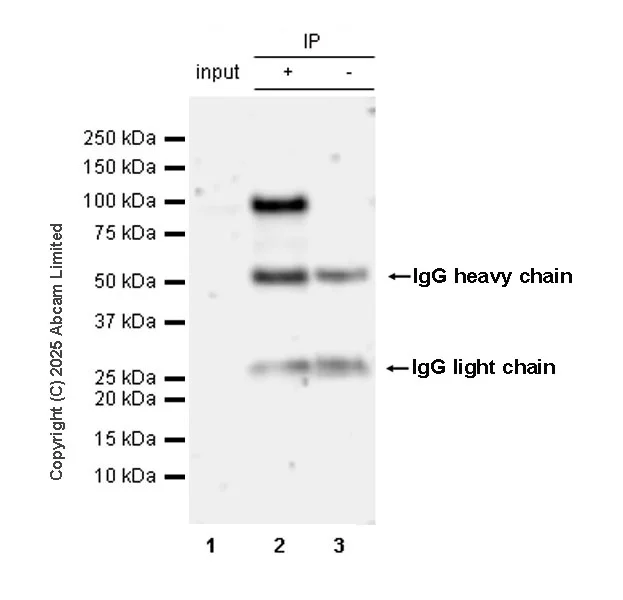 Immunoprecipitation - Anti-Nrf2 antibody [EPR30100-592] - BSA and Azide free (AB326605)