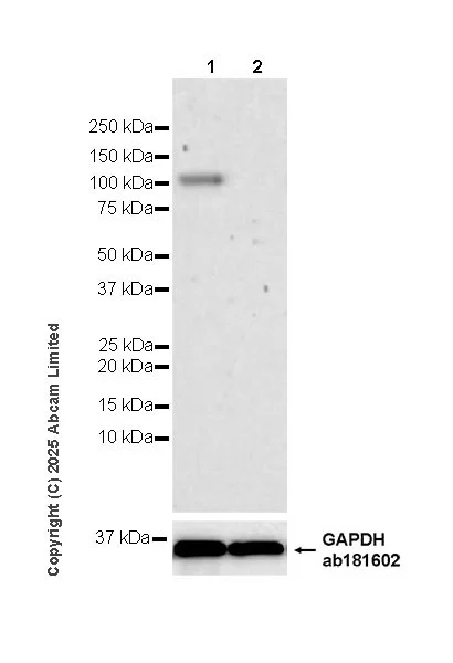 Western blot - Anti-Nrf2 antibody [EPR30100-592] - BSA and Azide free (AB326605)