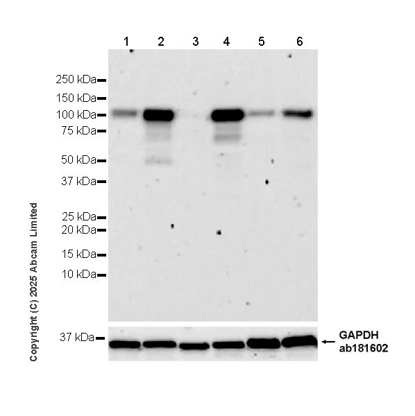 Western blot - Anti-Nrf2 antibody [EPR30100-592] - BSA and Azide free (AB326605)
