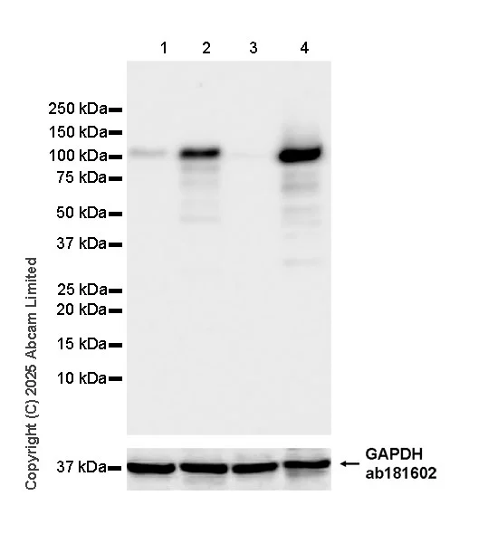 Western blot - Anti-Nrf2 antibody [EPR30100-592] - BSA and Azide free (AB326605)