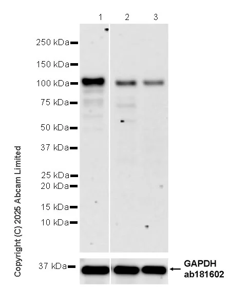 Western blot - Anti-Nrf2 antibody [EPR30100-592] - BSA and Azide free (AB326605)