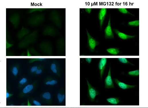 Immunocytochemistry/ Immunofluorescence - Anti-NRF2 antibody [HL1021] - BSA and Azide free (ab313825), expandable thumbnail