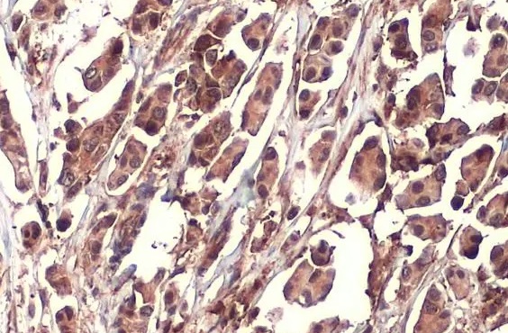 Immunohistochemistry paraffin embedded sections - Anti-NRF2 antibody [HL1021] - BSA and Azide free (AB313825), expandable thumbnail