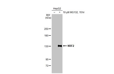 Western blot - Anti-NRF2 antibody [HL1021] - BSA and Azide free (AB313825), expandable thumbnail