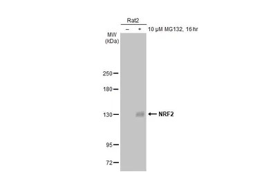 Western blot - Anti-NRF2 antibody [HL1021] - BSA and Azide free (AB313825), expandable thumbnail