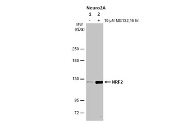 Western blot - Anti-NRF2 antibody [HL1021] - BSA and Azide free (AB313825), expandable thumbnail