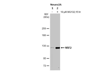 Western blot - Anti-NRF2 antibody [HL1021] - BSA and Azide free (AB313825)
