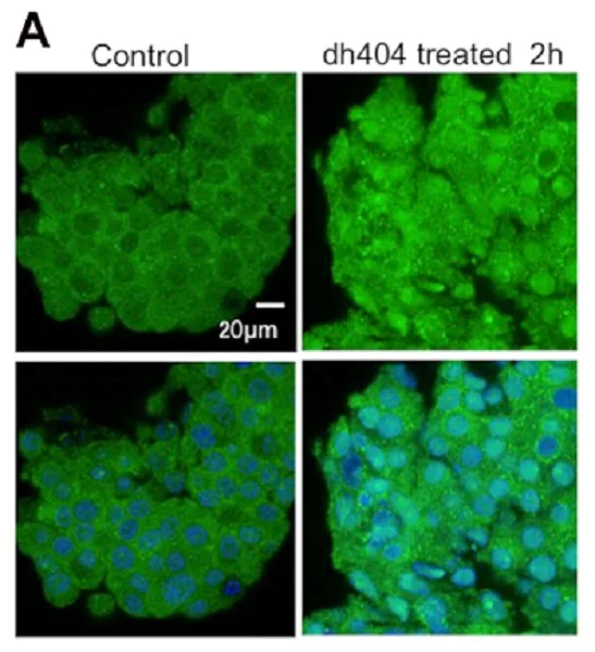 Immunocytochemistry/ Immunofluorescence - Anti-Nrf2 (phospho S40) antibody [EP1809Y] (AB76026)