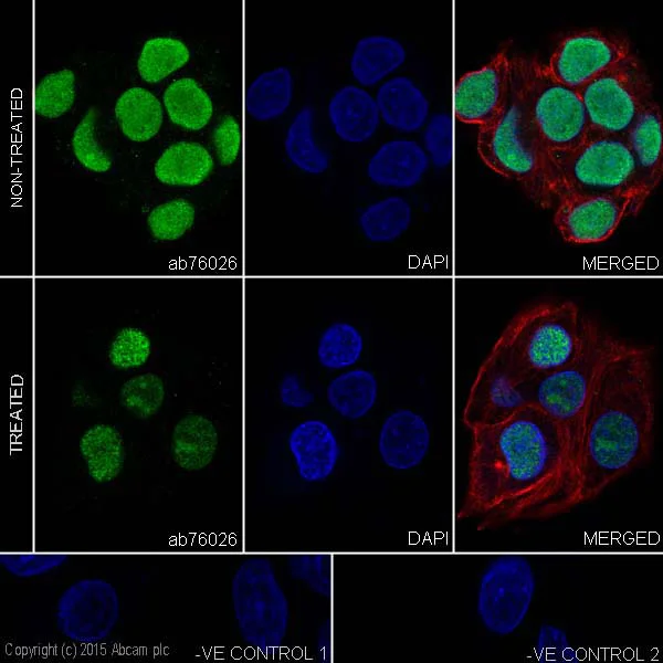 Immunocytochemistry/ Immunofluorescence - Anti-Nrf2 (phospho S40) antibody [EP1809Y] (AB76026)