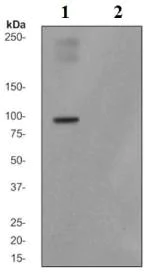 Western blot - Anti-Nrf2 (phospho S40) antibody [EP1809Y] (AB76026)