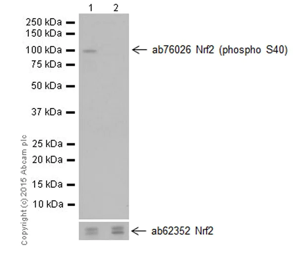 Western blot - Anti-Nrf2 (phospho S40) antibody [EP1809Y] (AB76026)