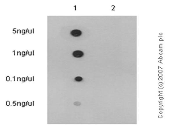 Dot Blot - Anti-Nrf2 (phospho S40) antibody [EP1809Y] - BSA and Azide free (AB180844), expandable thumbnail