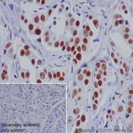 Immunohistochemistry (Formalin/PFA-fixed paraffin-embedded sections) - Anti-Nrf2 (phospho S40) antibody [EP1809Y] - BSA and Azide free (AB180844)