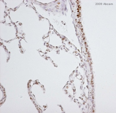 Immunohistochemistry (Formalin/PFA-fixed paraffin-embedded sections) - Anti-Nrf2 (phospho S40) antibody [EP1809Y] - BSA and Azide free (ab180844), expandable thumbnail
