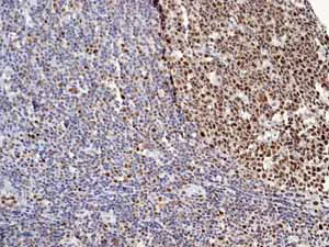 Immunohistochemistry (Formalin/PFA-fixed paraffin-embedded sections) - Anti-Nrf2 (phospho S40) antibody [EP1809Y] - BSA and Azide free (AB180844)