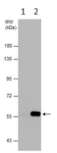 Western blot - Anti-NRG1 antibody (AB153908)